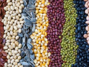 El Arca de Noé de las semillas españolas en peligro de extinción